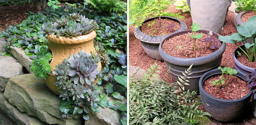 Succulents & Perennial Plants Growing in Decorative Resin Pots