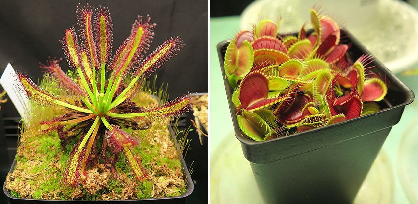 Sundew & Venus Flytrap Plants Prefer Distilled Rain Water