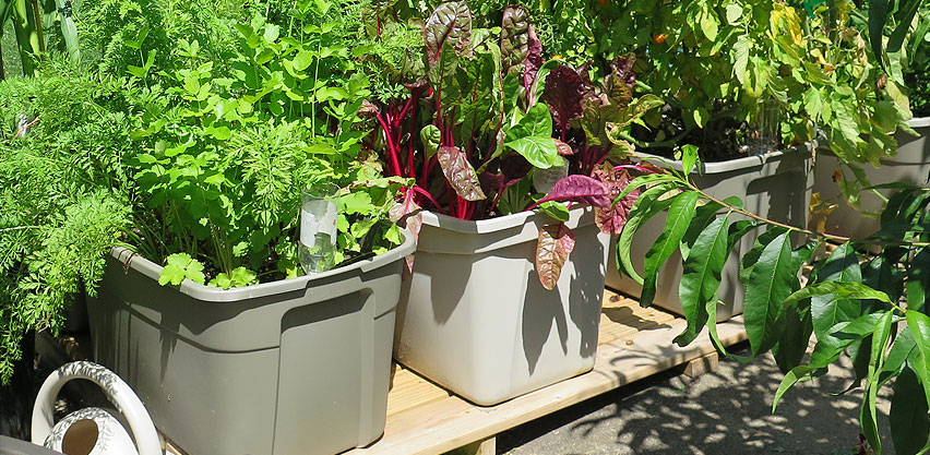Swiss Chard, Parsnips, Carrots & Tomatoes Growing in SIP 30 Gallon Totes