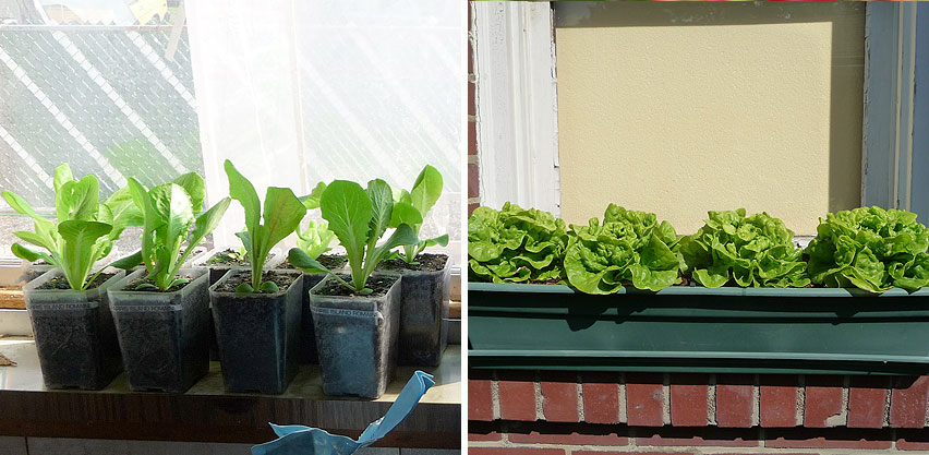 Thin Spindly Lettuce Seedlings Grown in Sunny Window vs Dense Lettuce Plants in Window Box in Full Sun