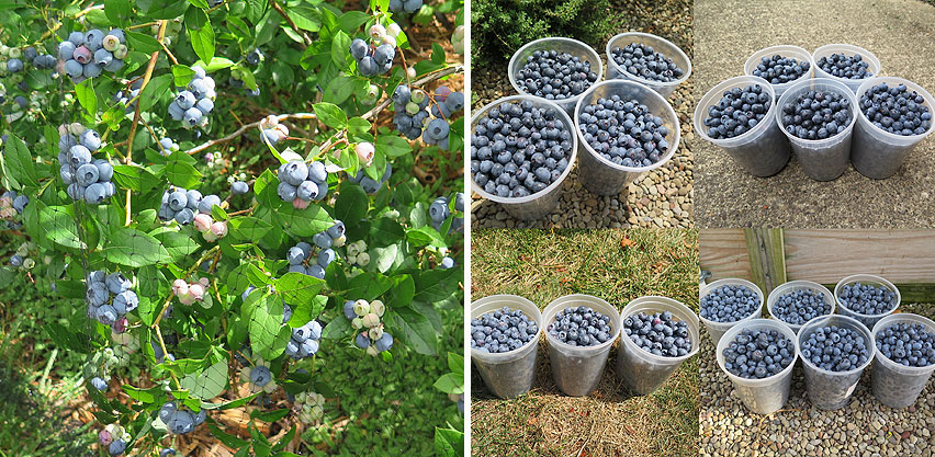 Three Blueberry Fruit Bush Cultivars Staggered Blueberry Harvest
