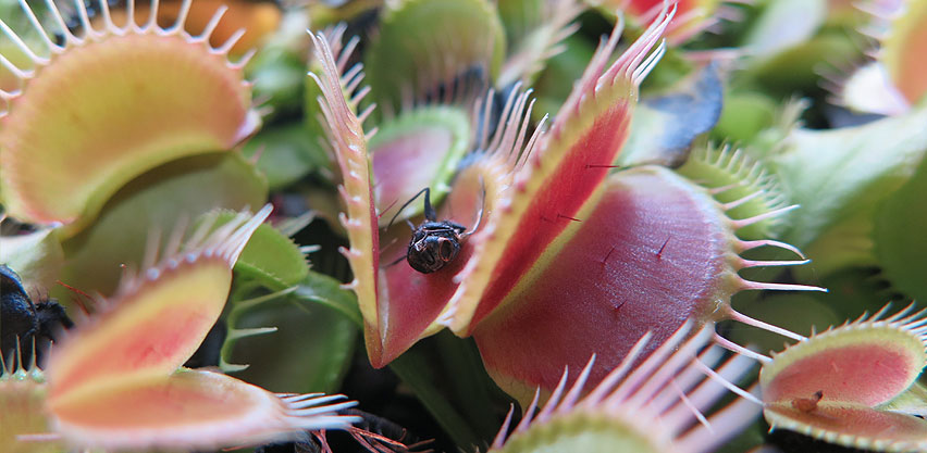 Venus Flytrap with Freshly Eaten House Fly Carcass
