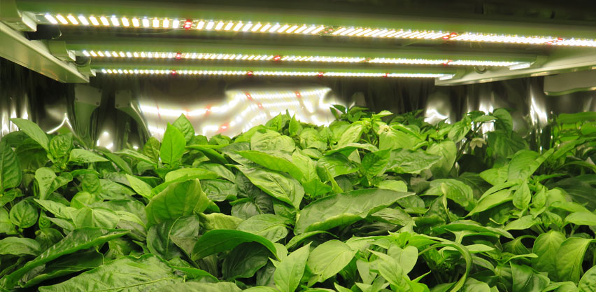 Vigorous Pepper Seedlings Grown Under Intense LED Lights