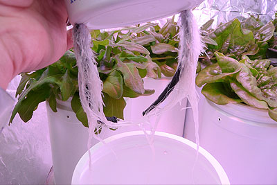 Water Roots from Sub-irrigated Plant
