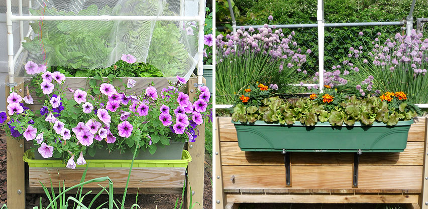 Window Box Container Planters Growing Petunia Flowers + Marigold & Lettuce Plants