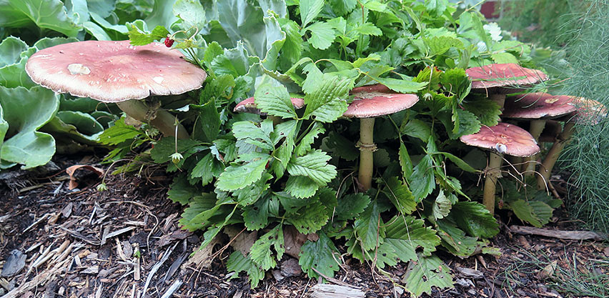Wine cap mushrooms growing up through an alpine strawberry patch!