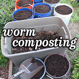 Worm Castings in Buckets Vermicompost Composting