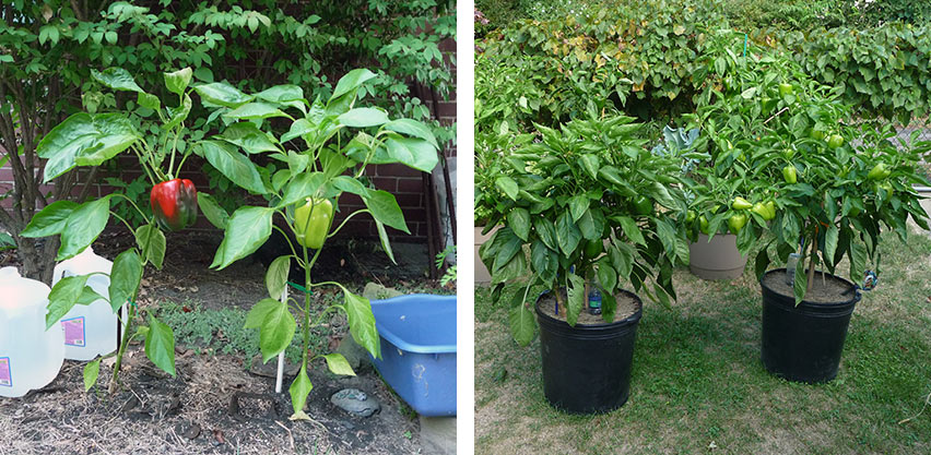 Year One Peppers - In-ground vs Container Grown
