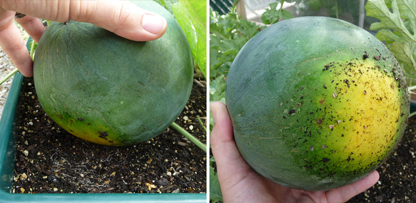 Yellow Field or Ground Spot on Ripe Baby Watermelon