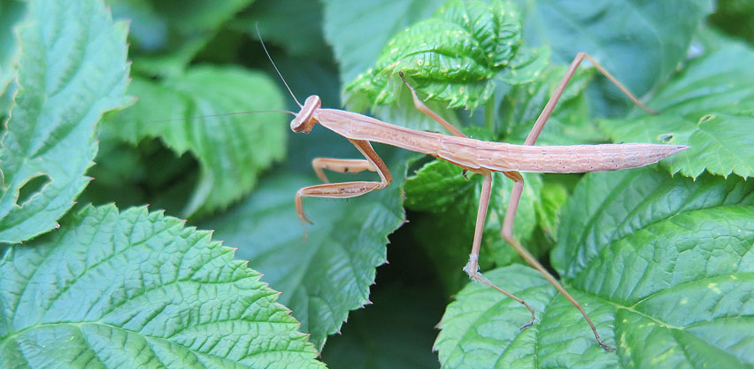Young Brown Praying Mantis Perches on Raspberry Leaves in the Garden