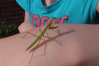 Young Girl with Praying Mantis-in Garden