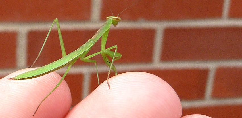 Young Praying Mantis Rests on Gardener's Fingertips