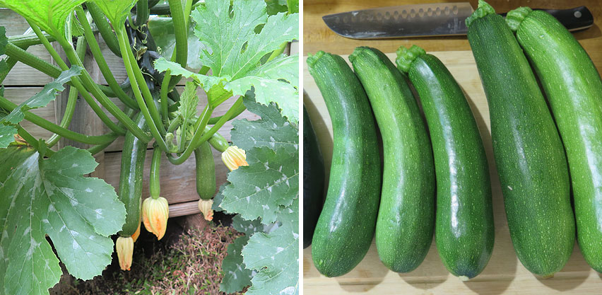 Zucchini Plants Grown in SIP Bed + Harvested Zucchinis