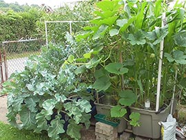 Gardening in self-watering tote containers: Broccoli, Squash, Corn