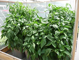 Gardening in self-watering tote containers: Pepper Plants