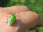 Garden Insect Pests: Green Stink Bug (chinavia hilaris)