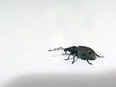 Garden Enemies: Black Vine Weevil (otiorhynchus sulcatus)