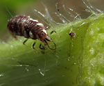 Garden Allies: Green Lacewing Larvae (chrysoperla carnea)