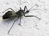 Organic Garden Beneficial Insect: Wheel Bug (arilus cristatus) [Assassin Bug]