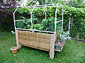 Raised Wicking Box - Peppers shading lettuce plants