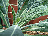 Garden Enemies: Cabbage Moth (larvae)