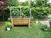 SIP Urban Gardening - Lettuce Peppers & Chives growing huge
