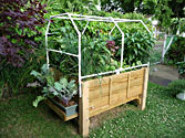 Organic Urban Gardening - Kale was grown in window boxes