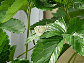 Garden Enemies: Cabbage Moth