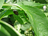 Garden Enemies: Japanese Beetle