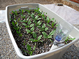 Young spinach plants growing in a self-watering tote