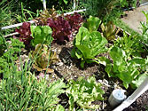 Self-watering Garden - Lettuce under hot Summer sun