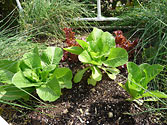 SIPs Make Healthy Plants - Lettuce remains crisp
