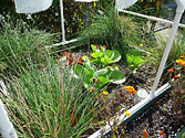 Albo-grow Box - Lettuce & chives in my Urban Garden 2012