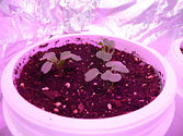 Albo-stein: Arugula seedling grown in self-watering container