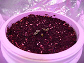 Albo-stein: Oak Leaf Lettuce seedling grown in wicking SIP
