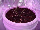 Albo-stein: Baby Spinach seedling grown in self-watering container