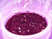 Albo-stein: Butterhead Container Lettuce seedling grown in sub-irrigated container