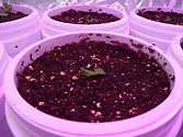 Albo-stein: Butterhead Container Lettuce seedling grown in self-watering planter