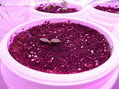 Albo-stein: Oak Leaf Lettuce seedling grown in sub-irrigated container