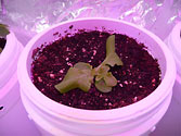 Albo-stein: Young Oak Leaf Lettuce grown in SIP wicking container