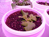 Albo-stein: Young Oak Leaf Lettuce grown with sub-irrigation