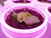 Albo-stein: Young Butterhead Container Lettuce growing in self-watering planter