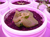 Albo-stein: Young Butterhead Container Lettuce grown in sub-irrigated container