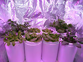 Albo-stein: Flourishing indoor sub-irrigated salad garden Day 22