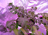Albo-stein: SIP grown arugula with healthy leaves