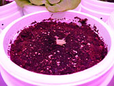 Albo-stein: Lettuce - Will it re-grow?
