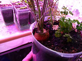 Parsley & carrots growing in Albo-spindle