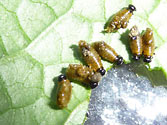 Garden Enemies: Three-lined Potato Beetle (larvae)