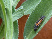 Garden Allies: Lady Bugs (larvae)