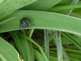 Garden Allies: Jumping Spider (phidippus audax)